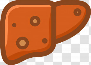 Liver - Liver Cartoon Illustration For Health Education Transparent PNG