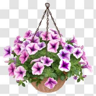 Elegant Petunia Flower Hanging Basket Vector Draw Design - Beautiful Purple And Pink Petunia Hanging Basket Transparent PNG