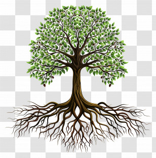 Tree With Roots - Tree With Roots Detailed Illustration Transparent PNG