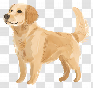 Dog Golden Retriever - Golden Retriever Dog Illustration Transparent PNG