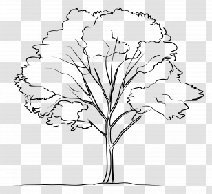 Tree - Simple Black-and-White Tree Line Illustration Transparent PNG
