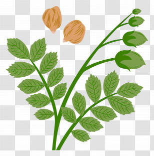 Chickpea Beans - Chickpea Plant With Leaves And Pods Transparent PNG