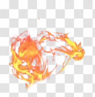 Close-up Organism - Closeup - Orange Transparent PNG