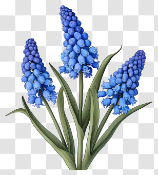 Elegant Grape Hyacinth Floral Art - Bluebell Flowers With Green Leaves Illustration Transparent PNG
