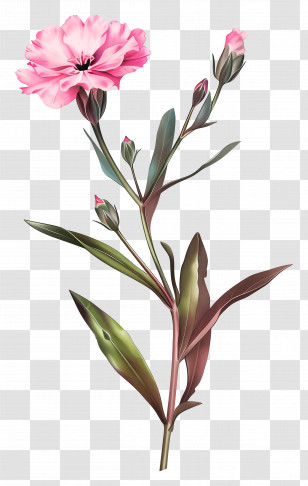 Dianthus Flower - Elegant Pink Carnation Flower Illustration Transparent PNG
