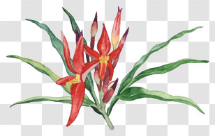 Colorful Flower - Vibrant Heliconia Flower With Green Leaves Transparent PNG
