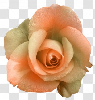 Garden Roses Flower Petal - Tangerine Transparent PNG