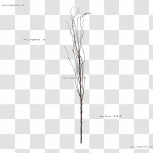 Grasses Line Angle White Font Transparent PNG