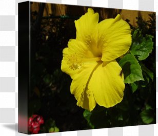 Hibiscus Petal Family Canna - Seed Plant - Glossy Butterflys Transparent PNG