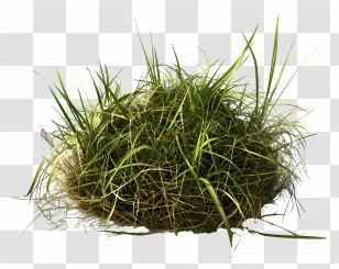 Grass Plant - Clump Of Grass In Nature Transparent PNG