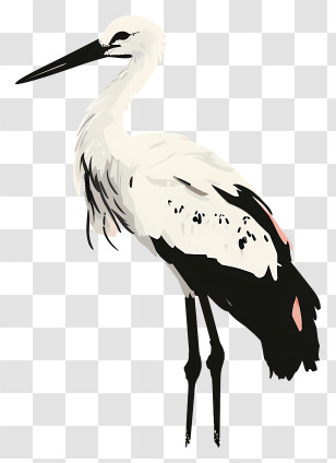 White Stork - White Stork With Long Beak Illustration Transparent PNG
