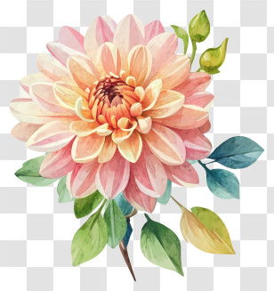 Pink Dahlia - Peach-Colored Dahlia Illustration With Leaves Transparent PNG