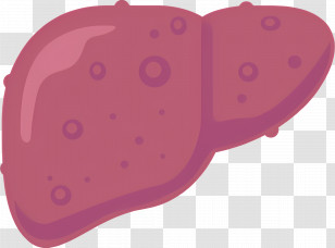 Human Liver Illustration - Human Liver Diagram For Education Transparent PNG