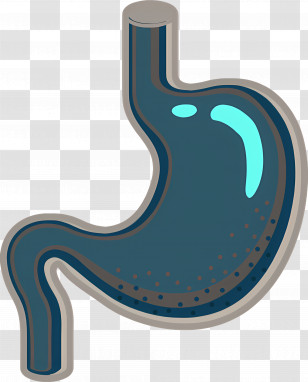 Stomach - Human Stomach Anatomy Illustration Transparent PNG