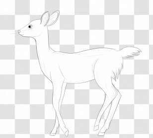 Musk Deers Antelope Hare Line Art - Deer Transparent PNG