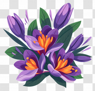 Saffron Flowers - Purple Crocus Flowers With Green Leaves Transparent PNG
