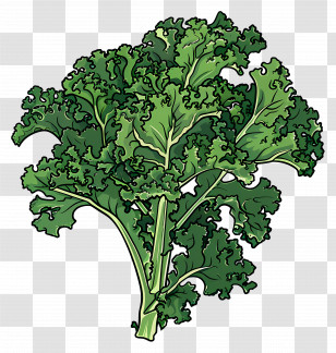 Kale - Green Kale Leaves Illustration For Healthy Concept Transparent PNG