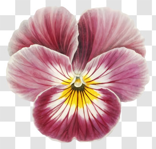 Pansy Flower - Delicate Purple Pansy Flower Illustration Transparent PNG
