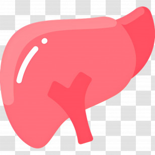 Liver - Human Liver Medical Illustration Transparent PNG