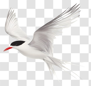 Arctic Tern - Flying Bird With Spread Wings Transparent PNG