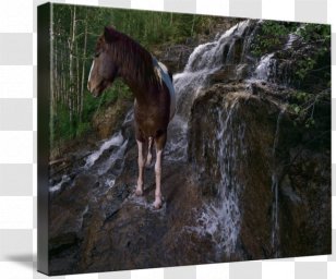 Stallion Mustang Mare Ford Pinto GiclÃ©e - Mane Transparent PNG