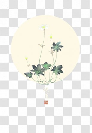 Traditional Chinese Medicine Anemone Coronaria Herbology - Silver Lin Of Transparent PNG