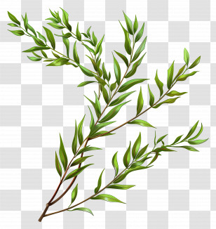 Realistic Green Plant Branch Illustration - Realistic Green Plant Branch Illustration Transparent PNG