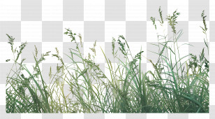 Grassy Field - Green Grass And Wild Plants Illustration Transparent PNG