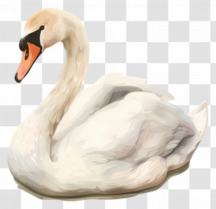 Cute Swan - Graceful White Swan Illustration Transparent PNG