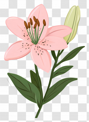 Pink Lily Flower - Pink Lily Flower Illustration Transparent PNG