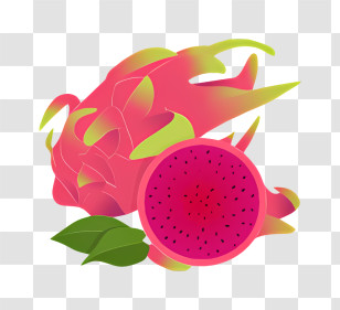 Dragon Fruit - Dragon Fruit Illustration Transparent PNG