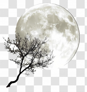 Sharad Purnima - Silhouette Of Tree Against Full Moon Transparent PNG