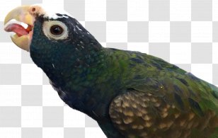 Beak Parrot Fauna Galliformes Feather - Elliot Alderson Transparent PNG