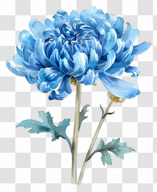 Blue Chrysanthemum - Blue Chrysanthemum Flower With Green Stems Transparent PNG