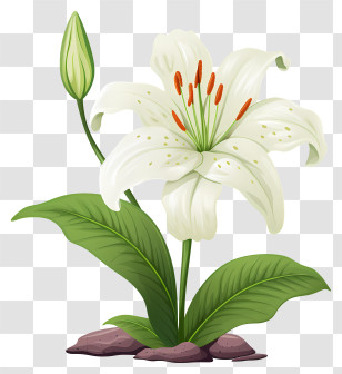 White Lily - Beautiful White Lily Flower In Illustration Style Transparent PNG