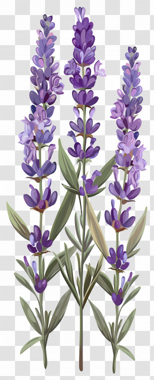 Lavender Flower - Purple Lavender Plants In Bloom Transparent PNG