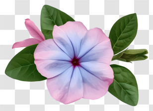 Elegant Periwinkle Flower - Pinkish-Purple Flower With Green Leaves Transparent PNG