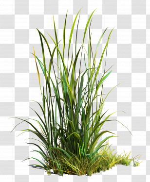 Grass Plant - Lush Green Grass Transparent PNG