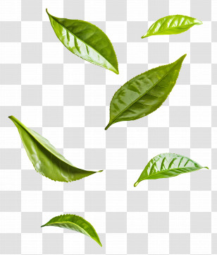 Flying Leaf - Floating Green Leaves Illustration Transparent PNG