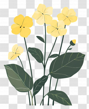 Primrose - Beautiful Yellow Flowers Transparent PNG