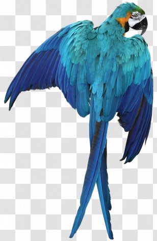Parrot Bird Macaw - Common Pet Parakeet - Pirate Transparent PNG