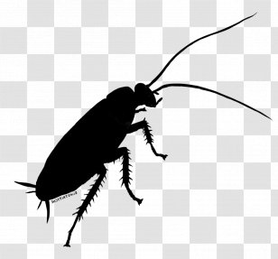 Cockroach Beetle Weevil Clip Art Silhouette - Membrane Transparent PNG
