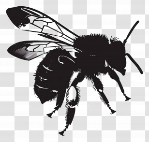 Bee Silhouette - Bee Silhouette Illustration Transparent PNG