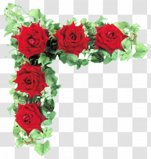 Garden Roses Cut Flowers - Petal - Rose Transparent PNG