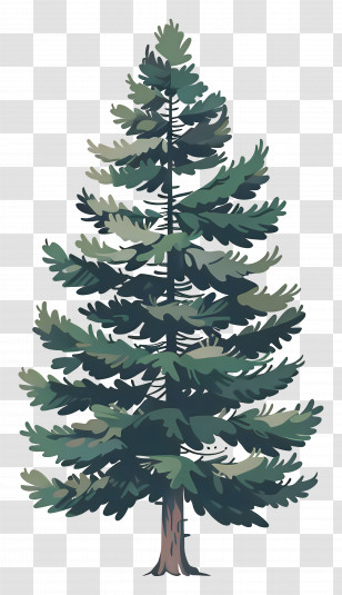 Illustrated Pine Tree - Evergreen Pine Tree Illustration Transparent PNG