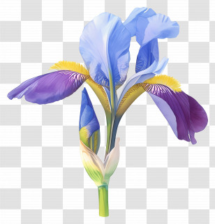 Algerian Iris - Iris Flower Botanical Illustration Transparent PNG