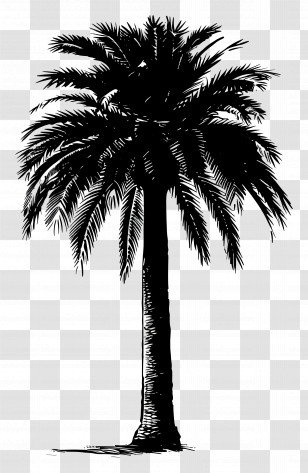 Palm Tree Silhouette - Palm Tree Silhouette In Black Outline Transparent PNG