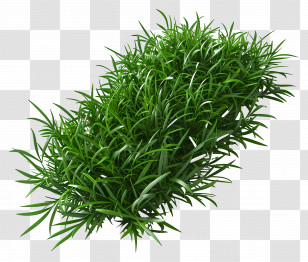 Grass Long - Lush Green Grass Patch Illustration Transparent PNG
