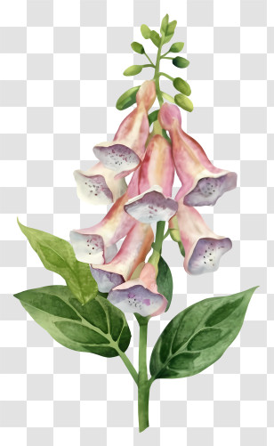 Pink Flower - Foxglove Plant Watercolor Illustration Transparent PNG