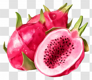 Watercolor Dragon Fruit - Dragon Fruit Watercolor Illustration Transparent PNG